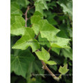 IVY Extract 10% Hederacoside C 10% IVY Saponins